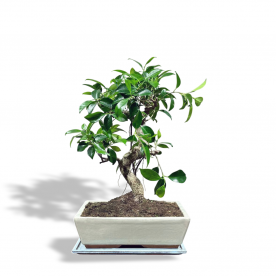 Бонсай Баньян в белой плошке