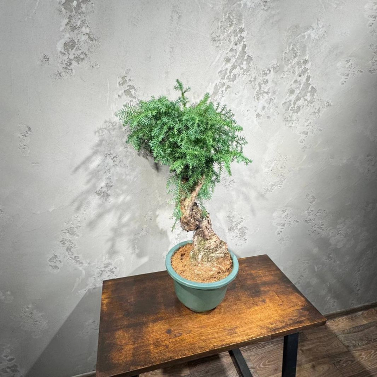 Бонсай Араукария Канингема 35 лет