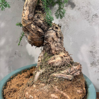 Бонсай Араукария Канингема 35 лет