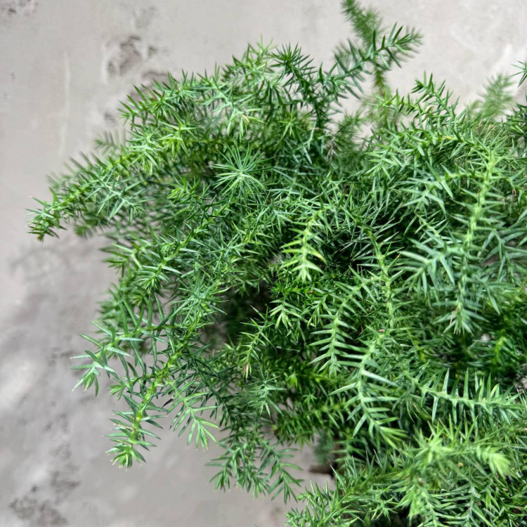 Бонсай Араукария Канингема 35 лет