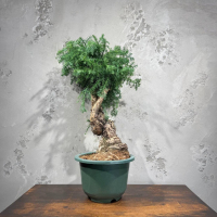 Бонсай Араукария Канингема 35 лет