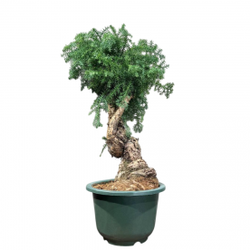 Бонсай Араукария Канингема 35 лет