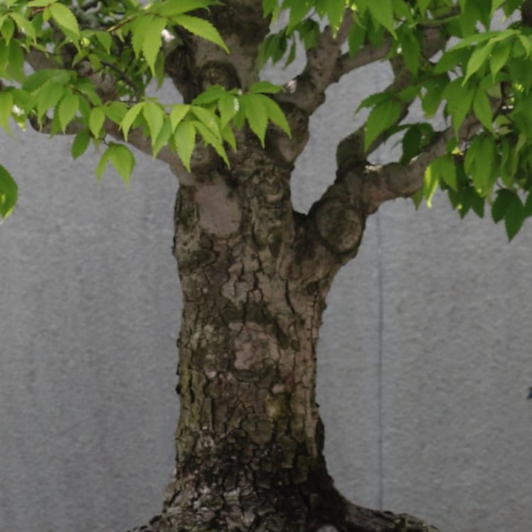 Эксклюзивный Вяз