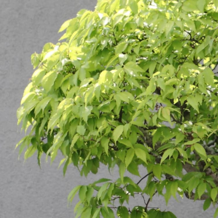 Эксклюзивный Вяз