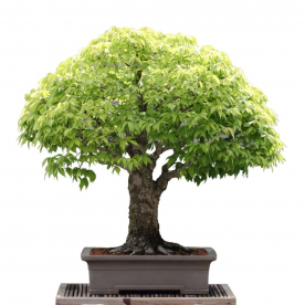 Эксклюзивный Вяз