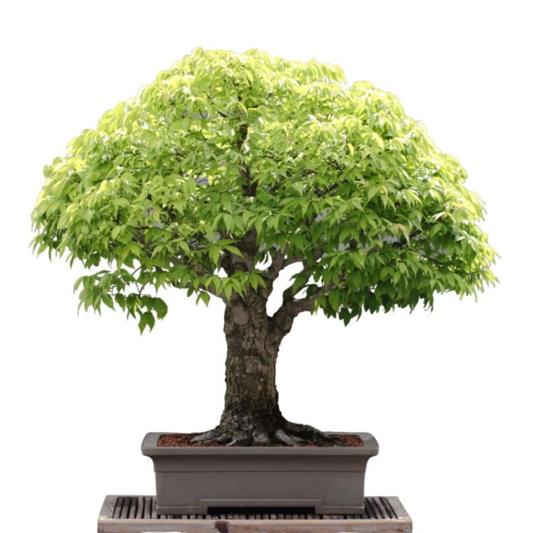 Эксклюзивный Вяз