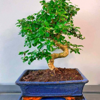 Бонсай Кармона Мойоги 16 лет Бонсай Кармона Мойоги 16 лет