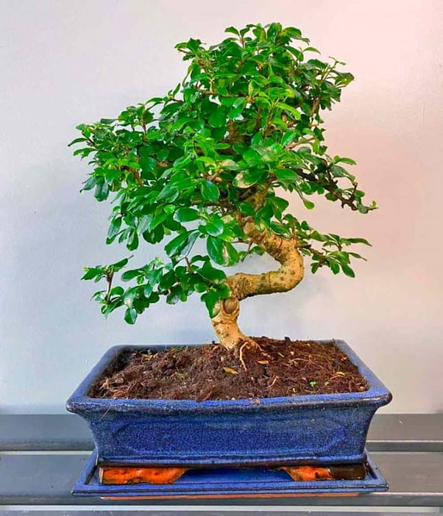 Бонсай Кармона Мойоги 16 лет Бонсай Кармона Мойоги 16 лет