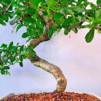 Бонсай Кармона Мойоги 16 лет Бонсай Кармона Мойоги 16 лет