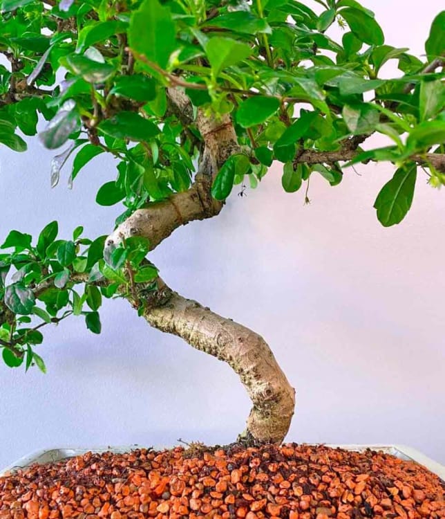 Бонсай Кармона Мойоги 16 лет Бонсай Кармона Мойоги 16 лет