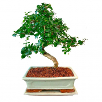 Бонсай Кармона Мойоги 16 лет Бонсай Кармона Мойоги 16 лет