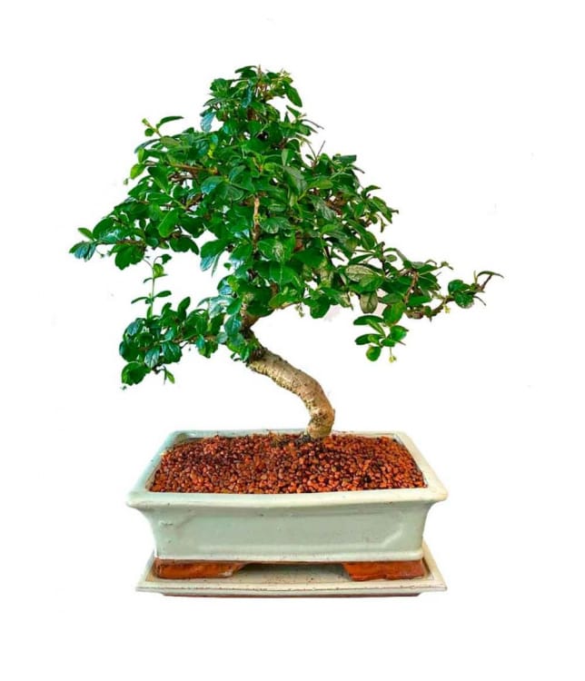 Бонсай Кармона Мойоги 16 лет Бонсай Кармона Мойоги 16 лет