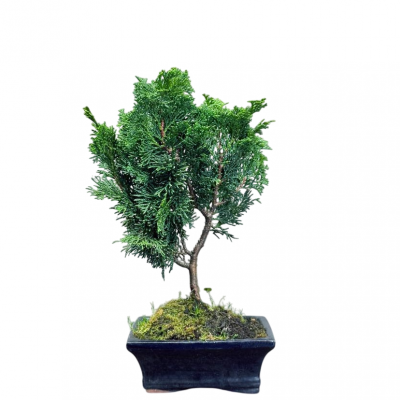 Бонсай Кипарис 12 лет