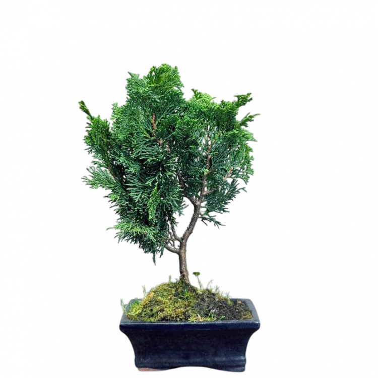 Бонсай Кипарис 12 лет