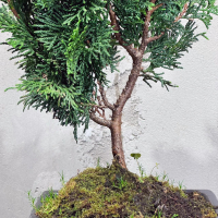 Бонсай Кипарис 12 лет