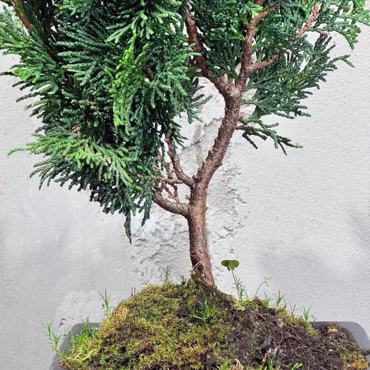 Бонсай Кипарис 12 лет