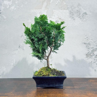 Бонсай Кипарис 12 лет