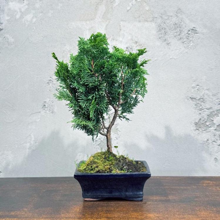 Бонсай Кипарис 12 лет