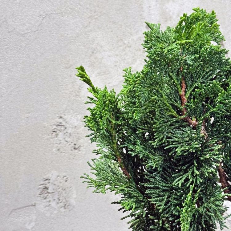 Бонсай Кипарис 12 лет