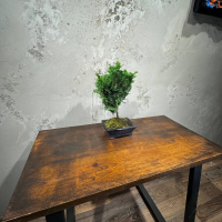 Бонсай Кипарис 12 лет