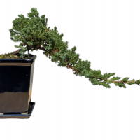 Бонсай Можжевельник полукаскад 30 см