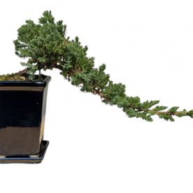 Бонсай Можжевельник полукаскад 30 см