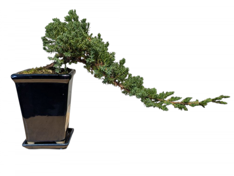Бонсай Можжевельник полукаскад 30 см