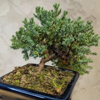 Бонсай Можжевельник полукаскад 30 см