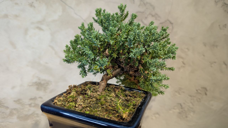 Бонсай Можжевельник полукаскад 30 см