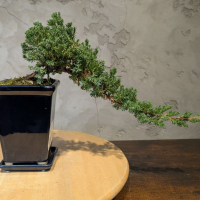 Бонсай Можжевельник полукаскад 30 см