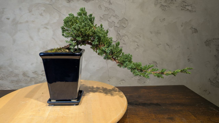 Бонсай Можжевельник полукаскад 30 см