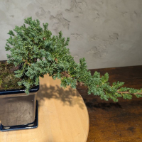 Бонсай Можжевельник полукаскад 30 см