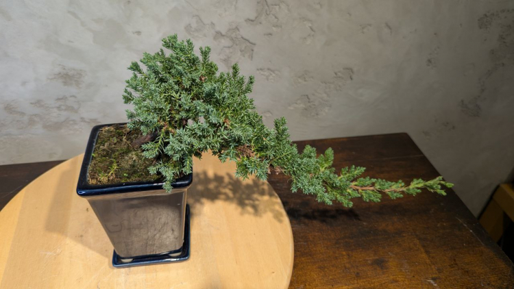 Бонсай Можжевельник полукаскад 30 см