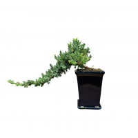 Бонсай Можжевельник полукаскад 30 см Бонсай Можжевельник полукаскад 30 см