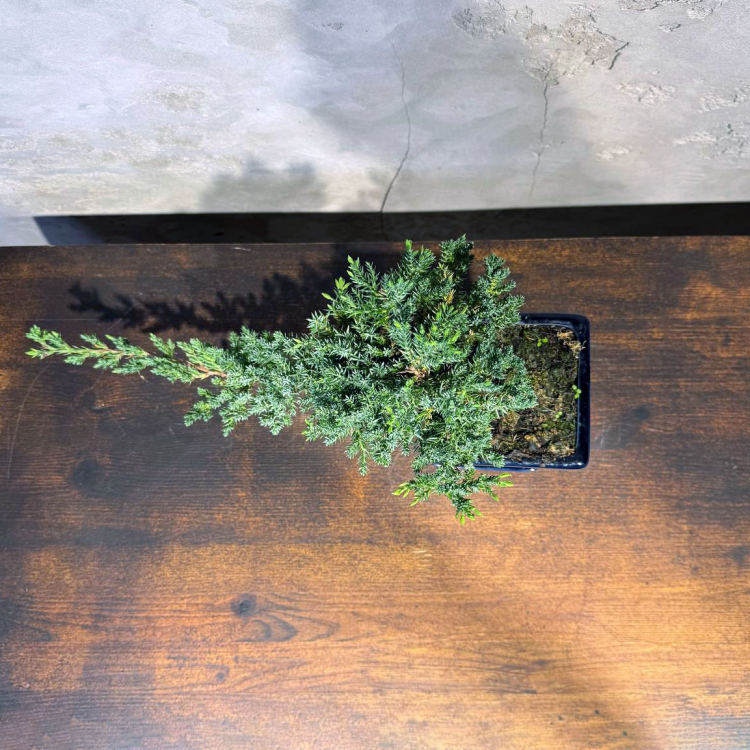 Бонсай Можжевельник полукаскад 30 см Бонсай Можжевельник полукаскад 30 см