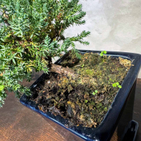 Бонсай Можжевельник полукаскад 30 см Бонсай Можжевельник полукаскад 30 см