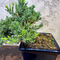 Бонсай Можжевельник полукаскад 30 см Бонсай Можжевельник полукаскад 30 см
