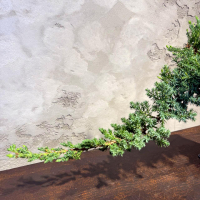 Бонсай Можжевельник полукаскад 30 см Бонсай Можжевельник полукаскад 30 см