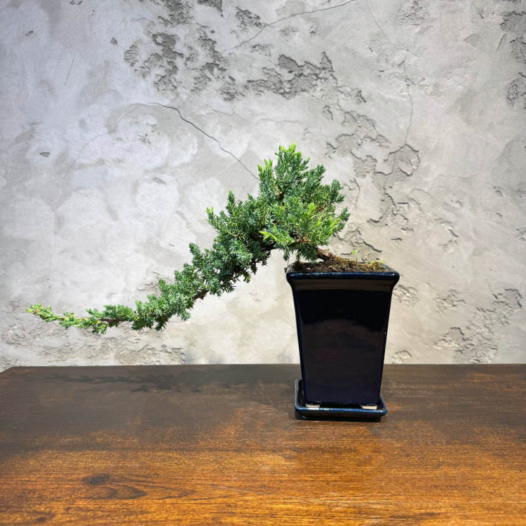 Бонсай Можжевельник полукаскад 30 см Бонсай Можжевельник полукаскад 30 см