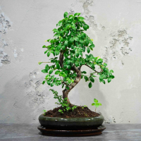 Бонсай Вяз 14 лет
