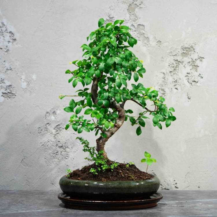 Бонсай Вяз 14 лет