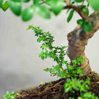 Бонсай Вяз 14 лет