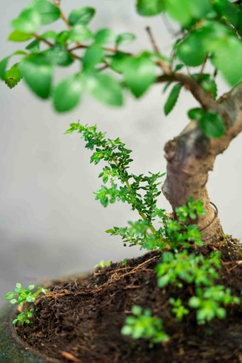 Бонсай Вяз 14 лет