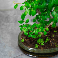 Бонсай Вяз 14 лет