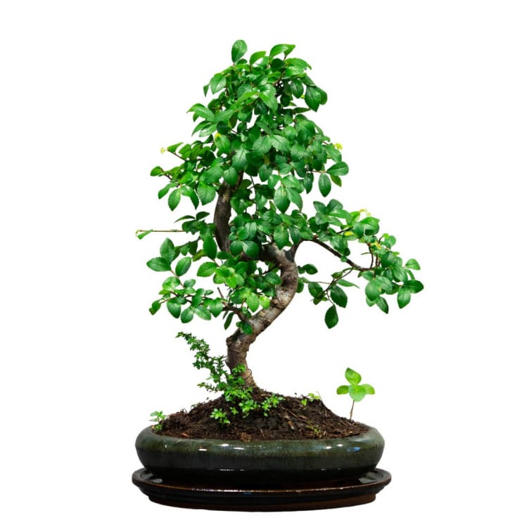 Бонсай Вяз 14 лет