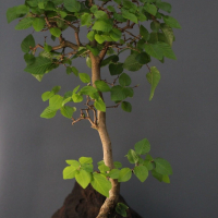 Бонсай Граб