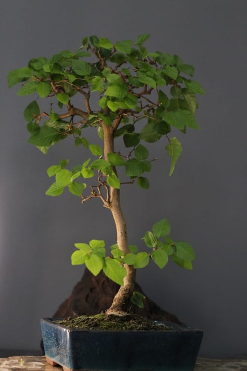 Бонсай Граб