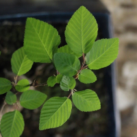 Бонсай Граб