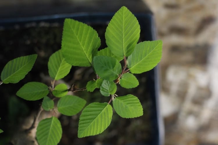 Бонсай Граб