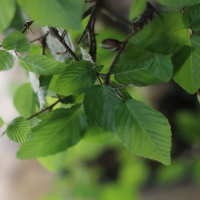 Бонсай Граб